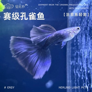 曼尾纱孔雀鱼观赏鱼热带小型凤尾鱼天冰蓝好养繁殖公母精品灯科鱼