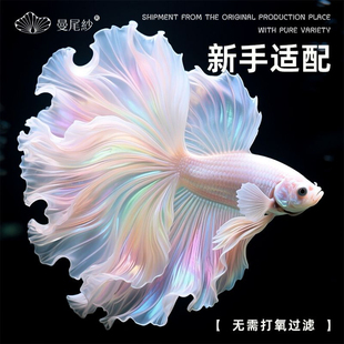 曼尾纱泰国斗鱼观赏鱼热带淡水鱼小型耐活好养宠物sss级高端半月