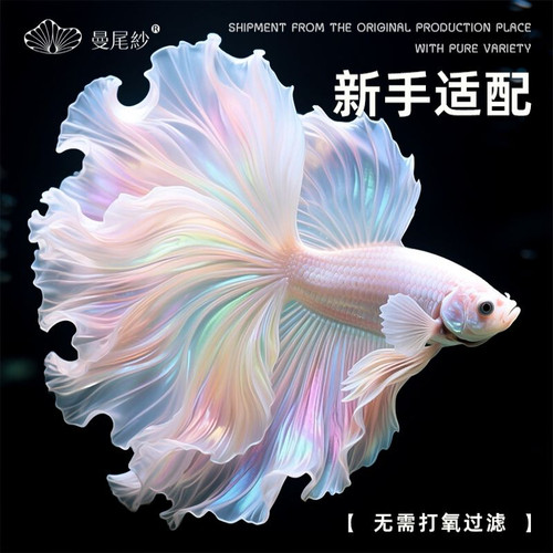 曼尾纱泰国斗鱼观赏鱼热带淡水鱼小型耐活好养宠物sss级高端半月