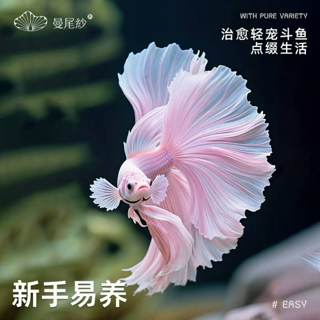 曼尾纱泰国斗鱼观赏鱼苗热带冷水淡水金鱼家养好养小型宠物婚纱鱼