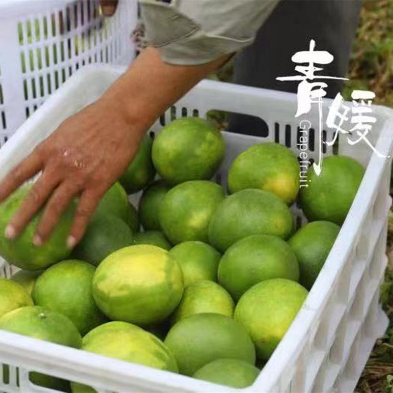 【台湾青皮葡萄柚--柚中爱媛】老树柚子皮薄8斤礼盒新鲜水果