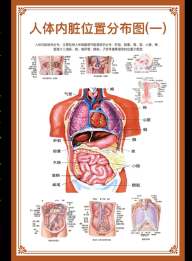 人体结构图穴位医学人体解剖图墙贴纸内脏器官骨骼肌肉构造挂图画