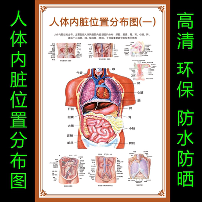 人体结构图穴位医学人体解剖图墙贴纸内脏器官骨骼肌肉构造挂图画