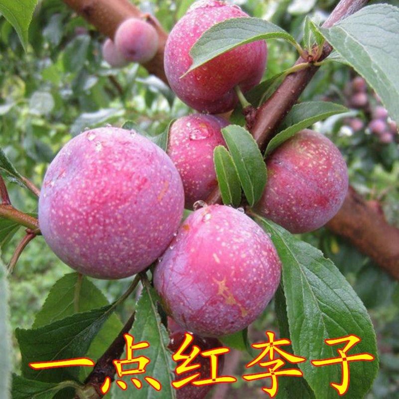 一点红李子树苗 凤凰李 早熟一点红脆甜脱骨李子树带土裸根晚秋