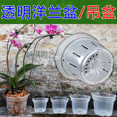 透明洋兰盘吊盆蝴蝶兰硬植杯透明杯石斛卡特兰兜兰沥水透气控根盆