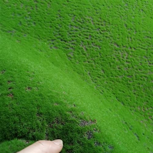 加密苔藓草皮微景观装饰植绒假苔藓彷真青苔盆景铺面人造草坪包邮
