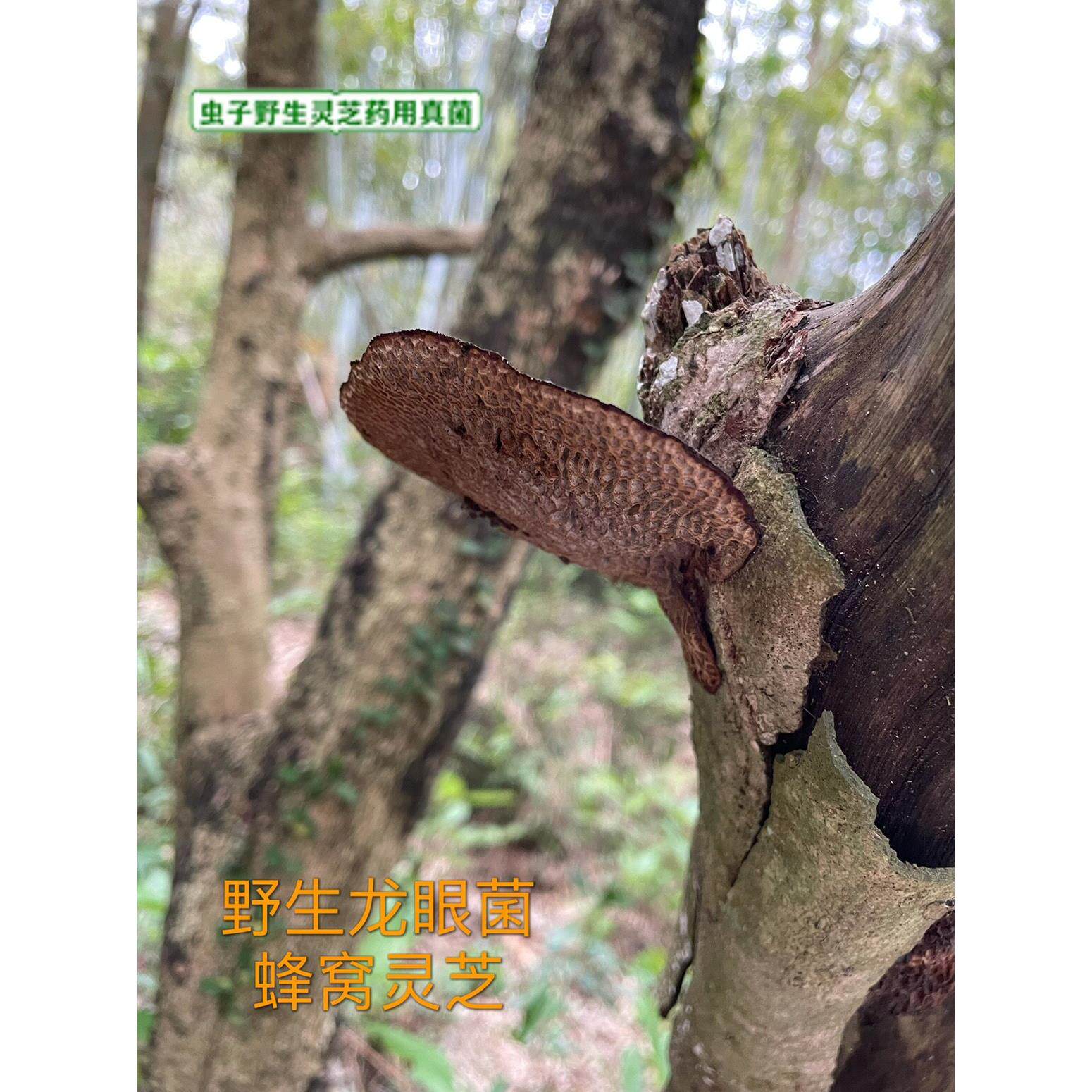 广东5本地货 野生毛蜂DMK窝菌蜂窝芝龙眼野梳灵生龙眼菌20克