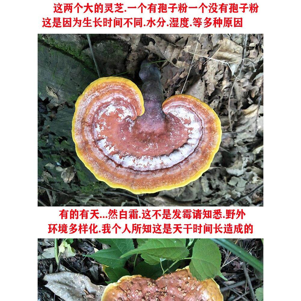 非灵深芝IMQ灵孢子粉摘神农架芝山采野生赤灵芝整枝野生林芝野生