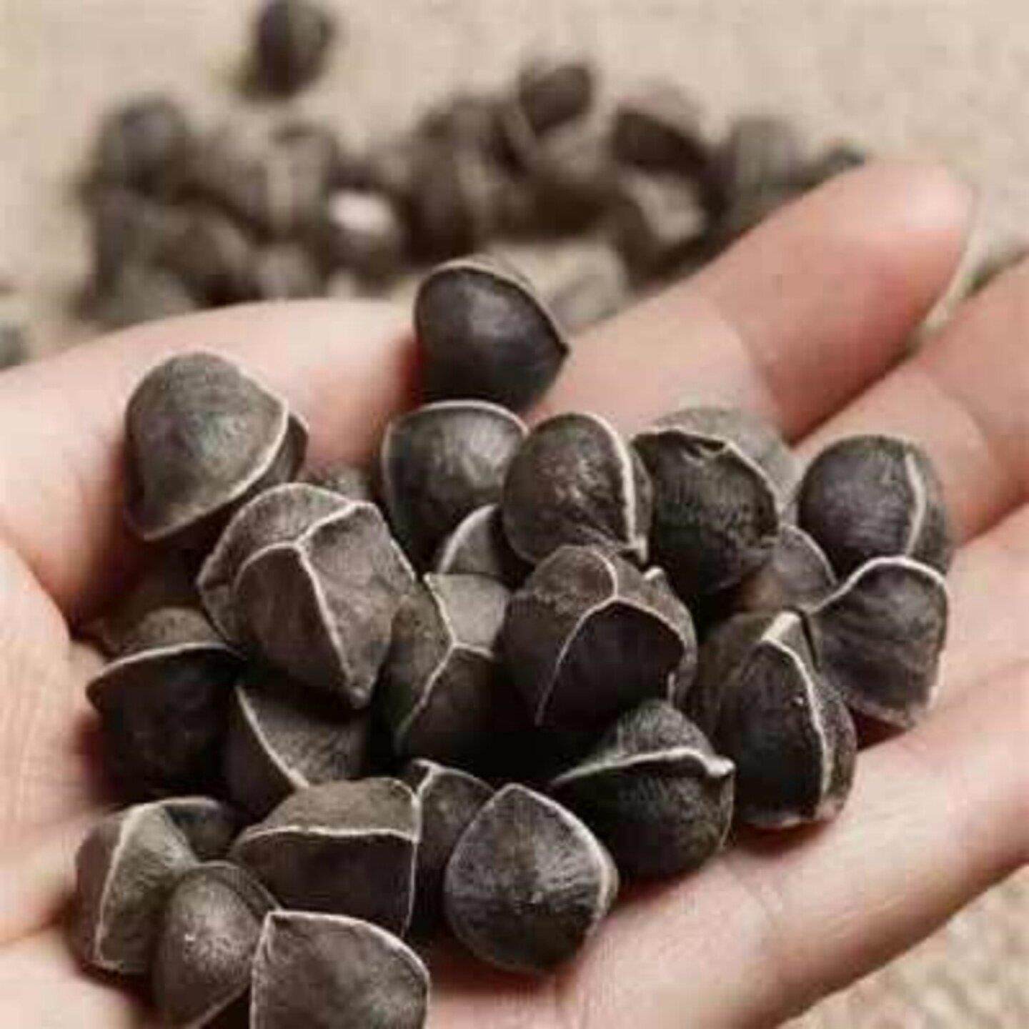 那XUQ木子木辣籽天原大颗粒特产干 干货散装辣木籽无添加生态250g