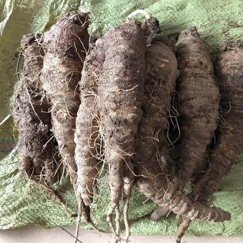 长白山新鲜北沙参山胡萝卜野生环境生5长00QJQ克东山参地瓜非北沙