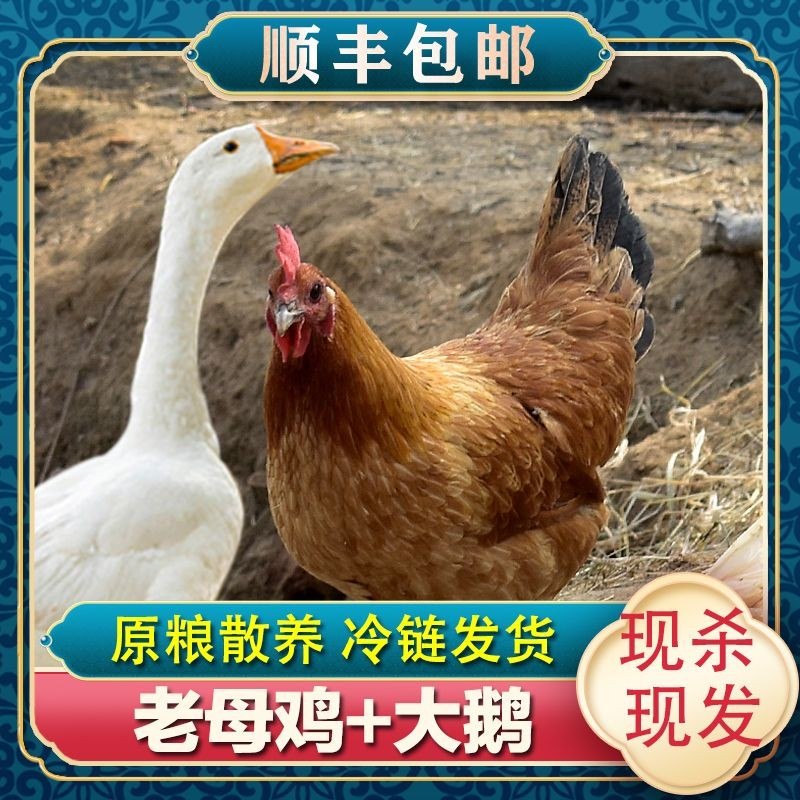 宠粉黄油老母鸡3只+赠1只大鹅4只净重11斤农家土鸡