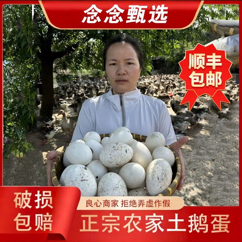 正宗农家散养保真土鹅蛋 现捡现发 一箱12枚 破损包赔