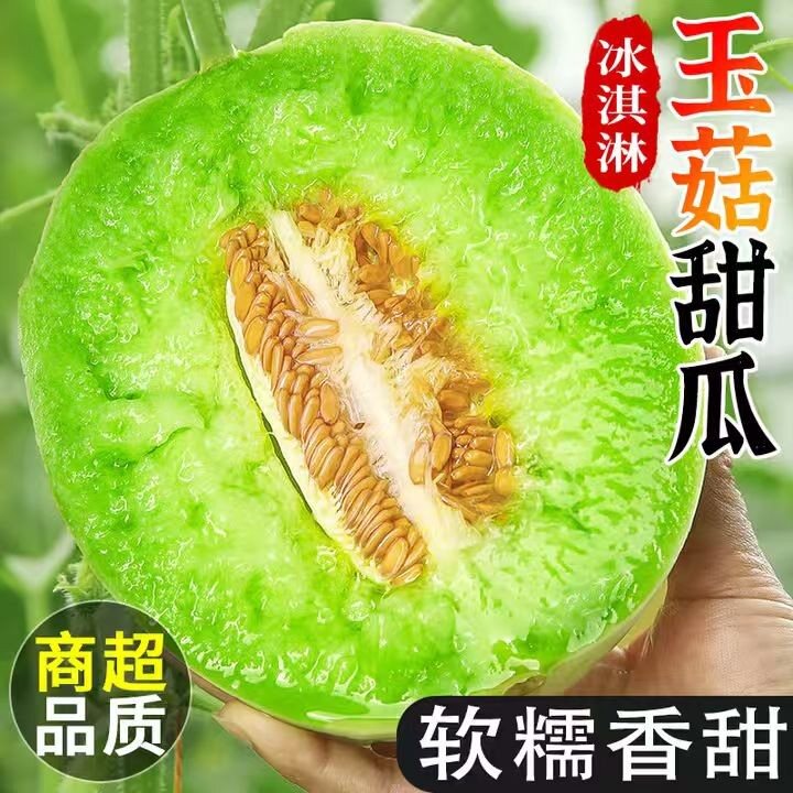 正宗山东冰淇淋玉菇甜瓜香甜多汁当季新鲜水果头茬蜜瓜香瓜现摘