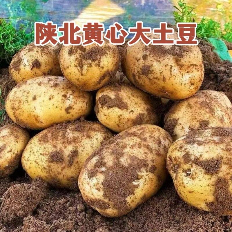 2026年陕北黄心大土豆5-9斤装高山沙地黄皮洋芋新鲜马铃薯