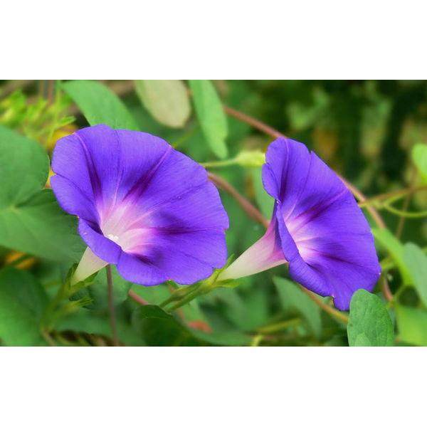 厂促牵牛花带台花苞季色开花爬藤攀援易活室外四蓝牵牛阳爆花变耐