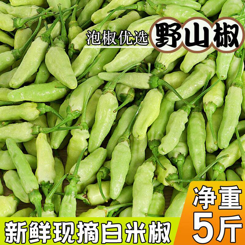 广西新鲜野山椒 白米椒特辣泡椒辣海椒产地直发小米椒新鲜白辣椒