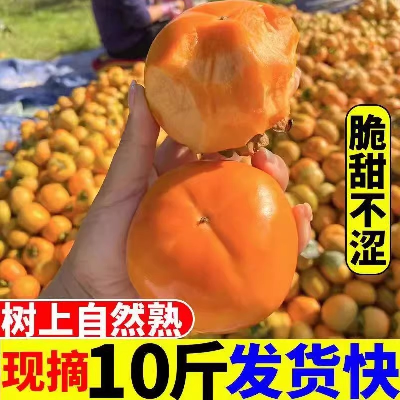 广西恭城巧克力脆柿新鲜现摘糖心