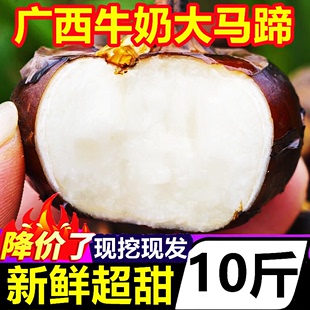 蔬菜即食水果无为荸荠大果 广西新鲜牛奶大马蹄果10斤本地珍珠当季