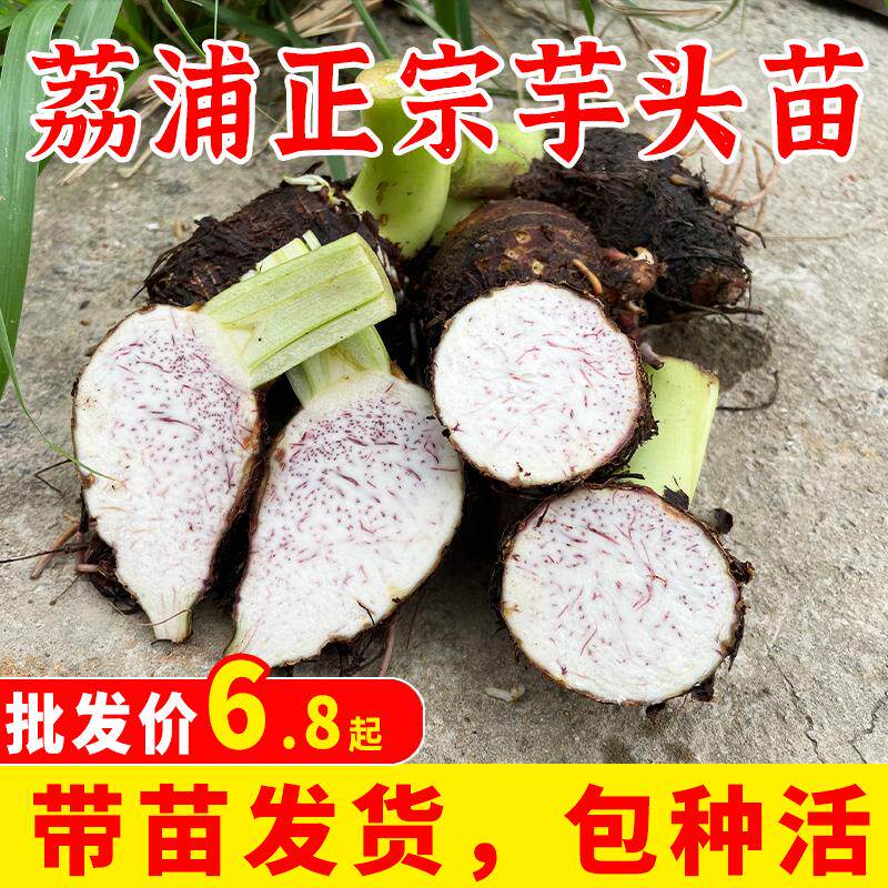 正宗广西荔浦新鲜芋头种植苗槟榔香芋苗现挖蔬菜农家种子植