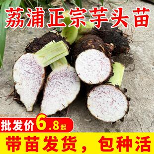 正宗广西荔浦新鲜芋头种植苗槟榔香芋苗现挖蔬菜农家种子植