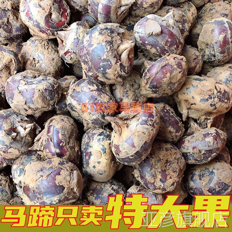 正宗荸荠新鲜马蹄果现挖特大果即食广西荔浦特产包邮当季农家水果