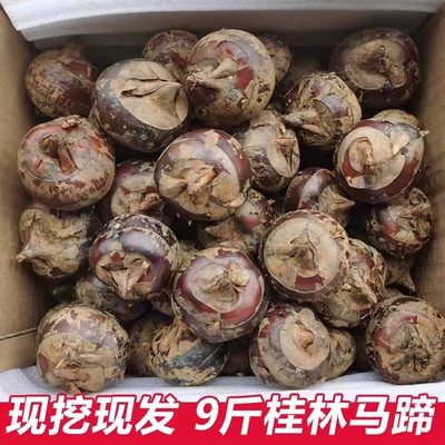 新鲜马蹄荸荠中果湖北宜昌马蹄地梨农家当季蔬菜水果整箱包邮