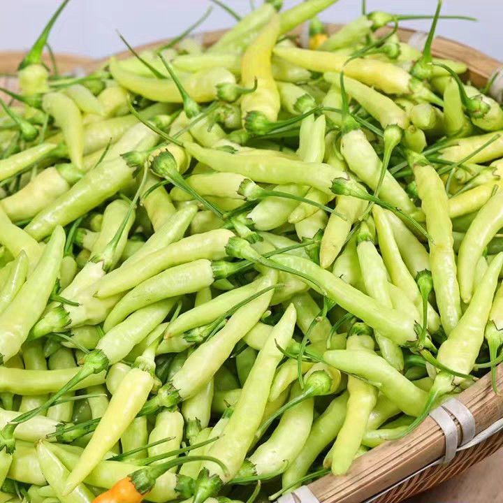 新鲜小米椒野山椒泡椒白玉辣椒