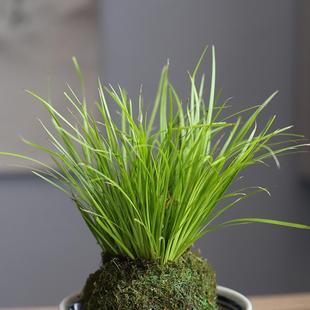 绿植盆栽水培净化空气 苔玉苔藓球金钱胧月菖蒲茶桌办公室禅意中式