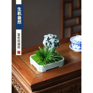 常青创意绿植假山 厂家菖蒲微型小盆栽植物室内办公室桌面茶室四季