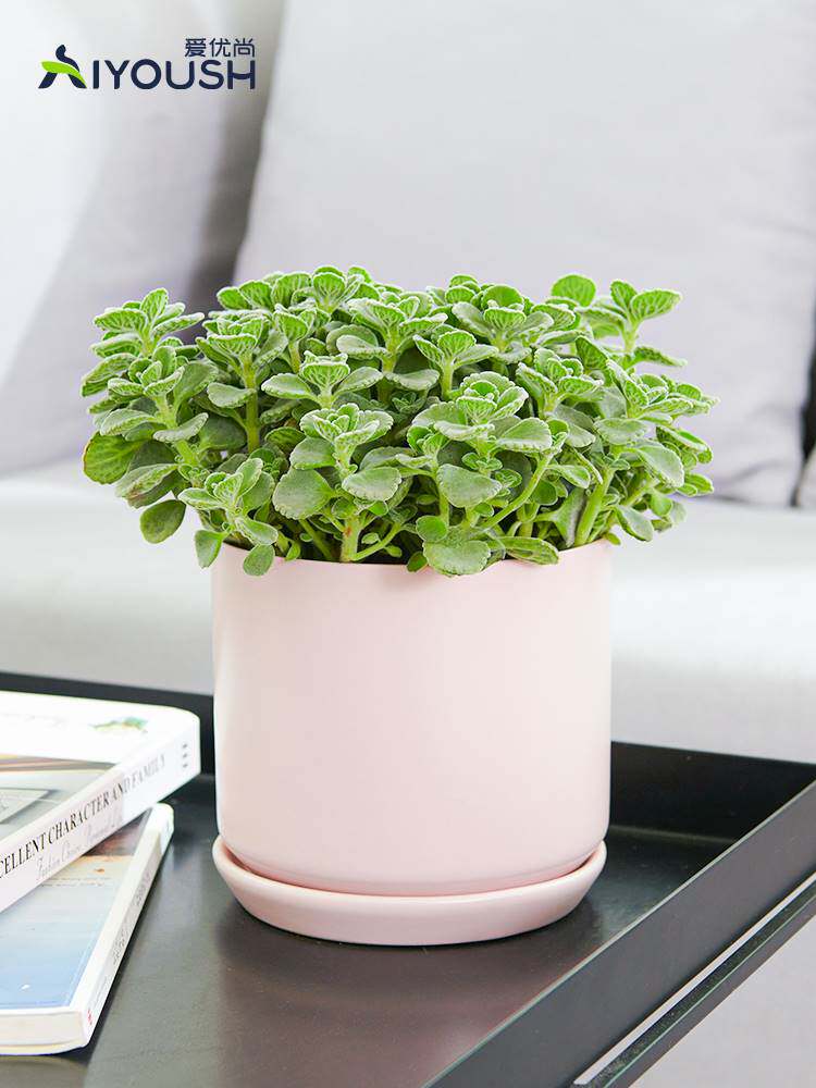 爱优尚碰碰香盆栽香味香草室内卧室客厅植物清新绿植花卉一抹香