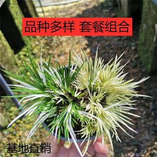 菖蒲微景观鱼龟缸水养造景金钱黄金姬贵船苔蝉小川好养小盆栽水培