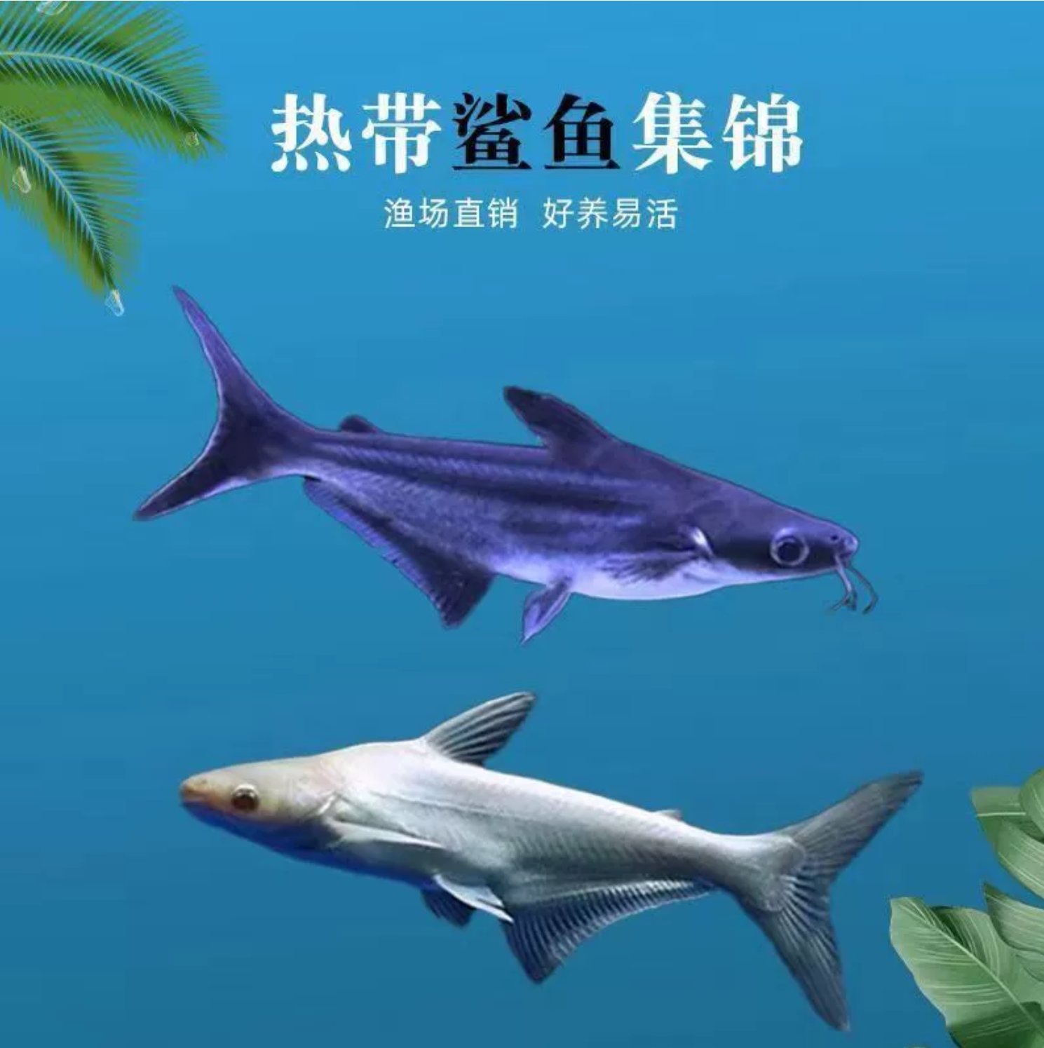 淡水鲨鱼观赏鱼蓝鲨红眼白化鱼鲨劳伦迪鲨鱼活体七彩龙鱼配水真鲨