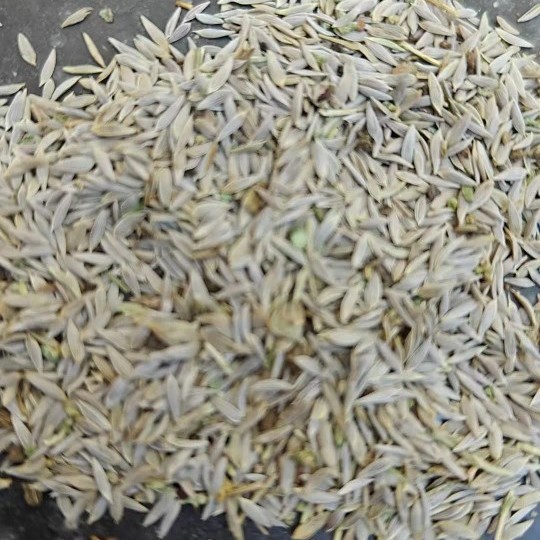 生菜子粉材店铺白生菜籽粉白苣胜莴苣籽大货中草药