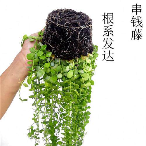 串钱藤吊兰绿植盆栽钱多多吊金钱悬挂垂吊室内花卉植物净化空气