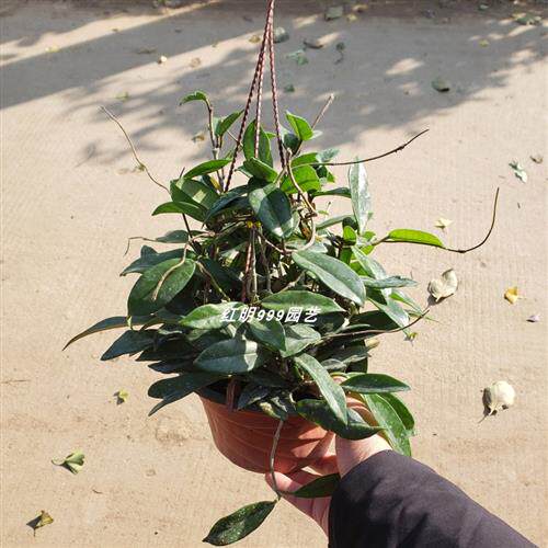 银心带花球兰 银斑球兰大苗 hoya curtisii 室内绿植阳台花卉垂吊