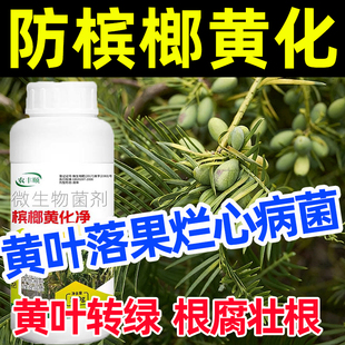 槟榔黄叶病专用黄化净烂心病菌快速转绿海南槟榔叶斑病黄叶水溶肥