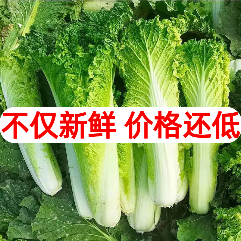 【现摘现发】贵州青口白菜高山露天种植火锅麻叶白菜当季菜新鲜菜