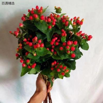 相思豆盆栽水培植物鲜花火龙珠水养室内客厅桌面绿植花卉净化空气