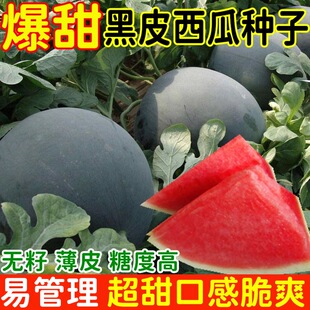 黑皮無籽西瓜種子超甜高產(chǎn)薄皮紅心特大西瓜種籽蔬菜水果種籽四季