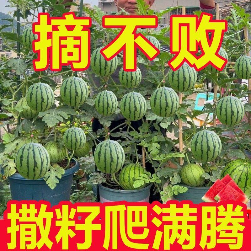 超甜蜂蜜小西瓜种子红玉无籽西瓜四季种植阳台庭院盆栽水果种子