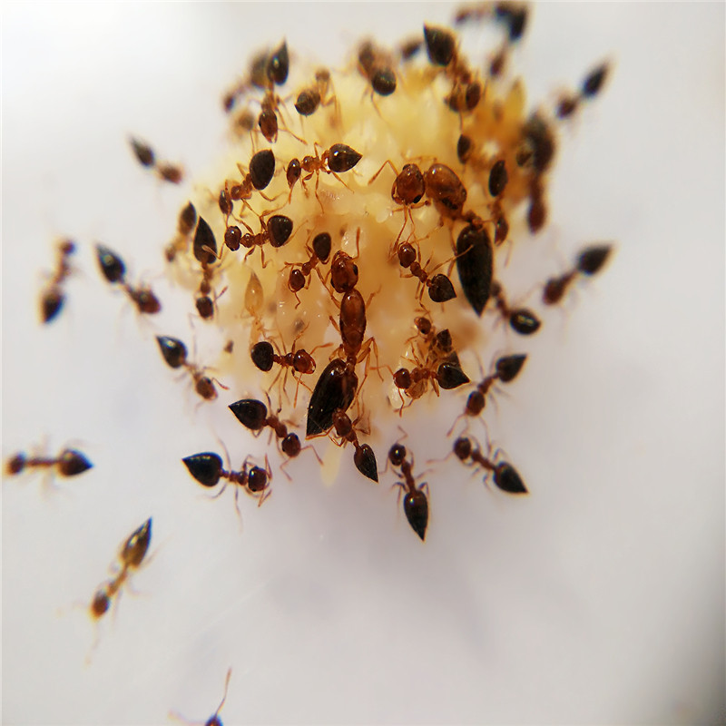 Животный муравей Youju Crematogaster vagula История деревни муравьев Домашняя мастерская Подарок на день рождения Домашнее животное Изображение 1