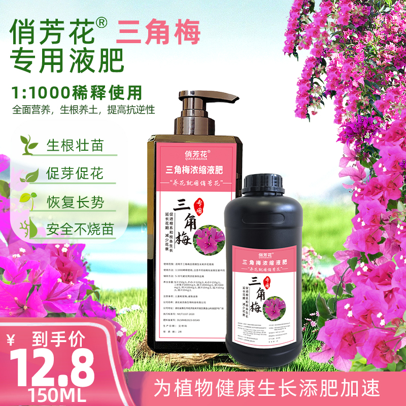 俏芳花三角梅液肥平衡生长开花