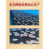 长白东山有机芝孢子粉特正品 林芝椴木道赤灵头芝孢子灵CPR粉级北