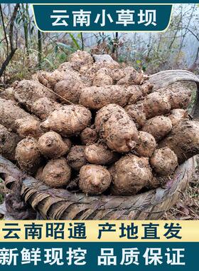 【盒】昭通新鲜天云南麻小草坝现挖发货5斤IFW礼4斤3装斤