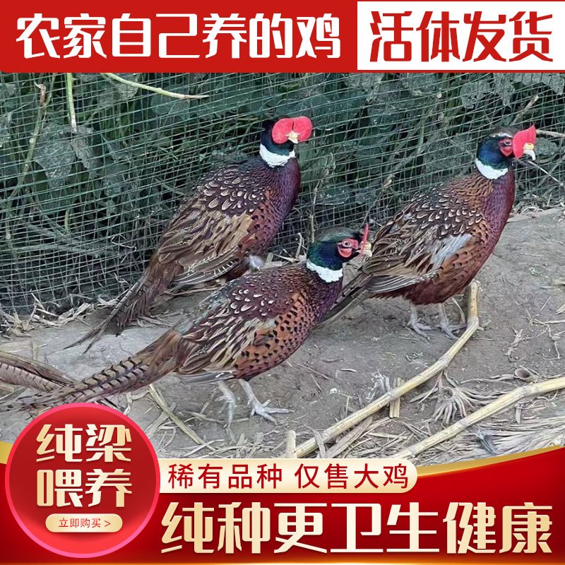 活体纯种七彩山鸡包活到家