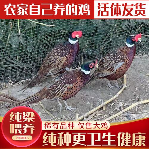 活体纯种七彩山鸡包活到家