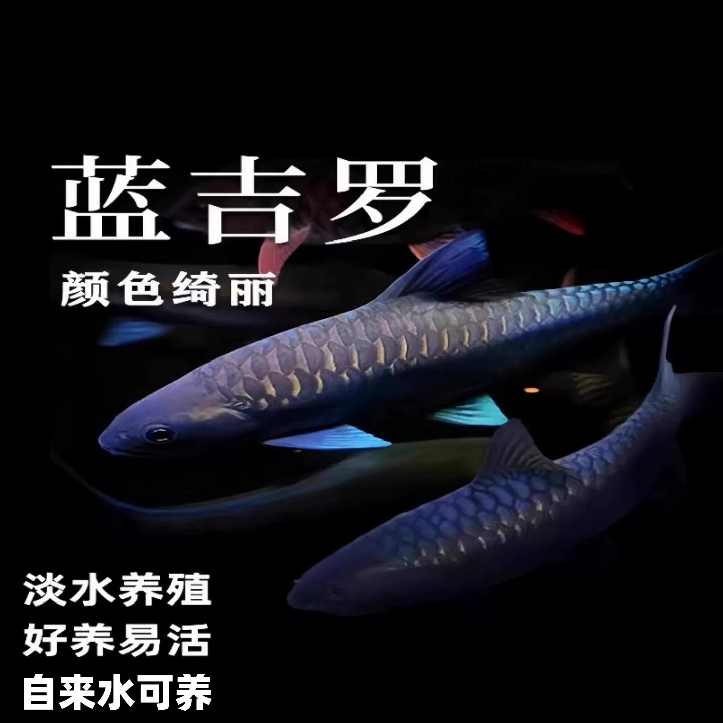 异口蓝吉罗活体观赏鱼图片
