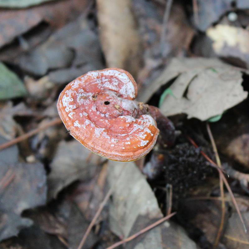 神农架野灵芝芝野生芝整生枝小灵芝灵EWL赤灵芝干货可代切片林磨