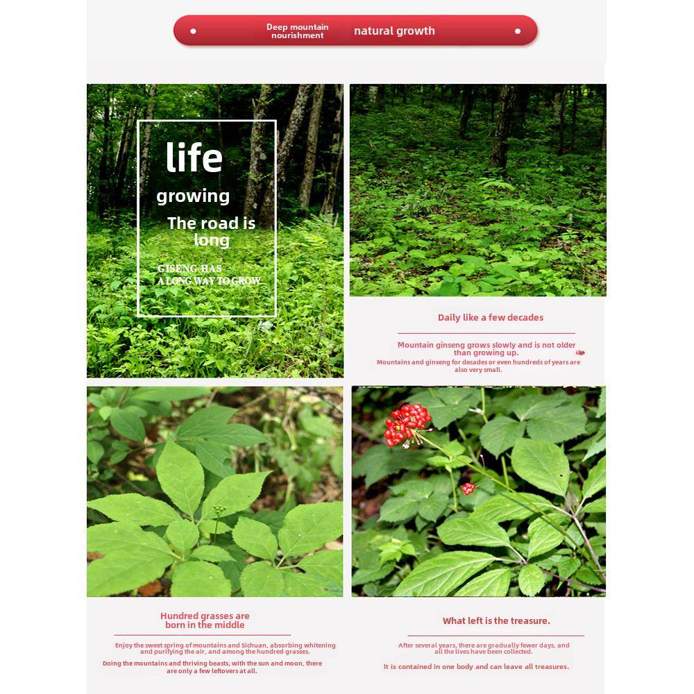 临夏人参种子商品东参老人礼盒长山野生人参汤酒修UNU枝干北白人