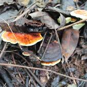 包邮 神农深JNY5山天自采野生灵芝整枝林芝菌野生架正品 20g然